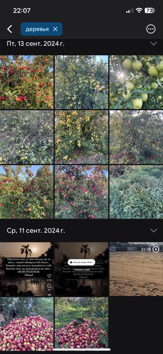 Яблоневый сад