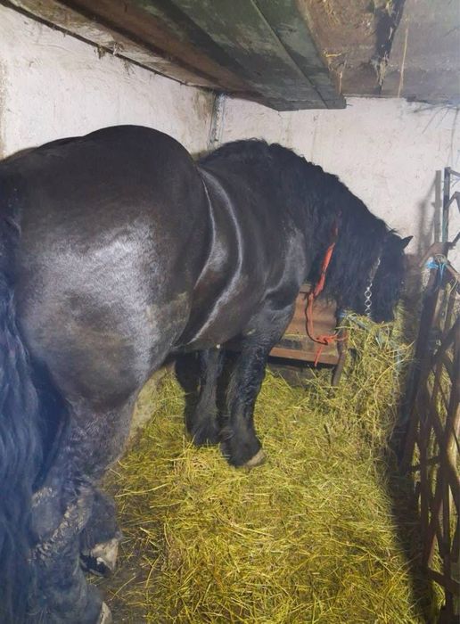 Vănd un armasar. Fitero