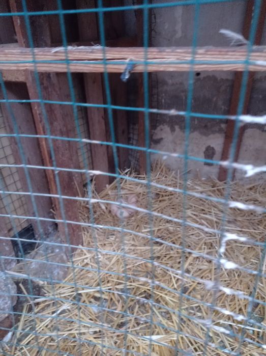 Tovuqlar va Horoz sotaman