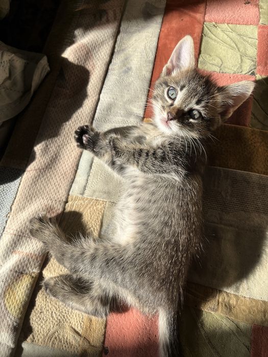 Отдам котят в хорошие руку