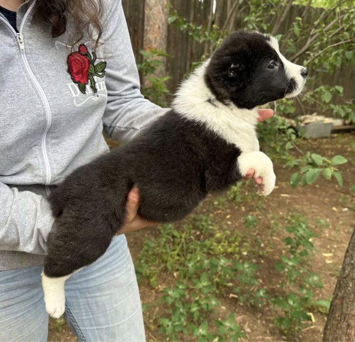 Щенки Алабая