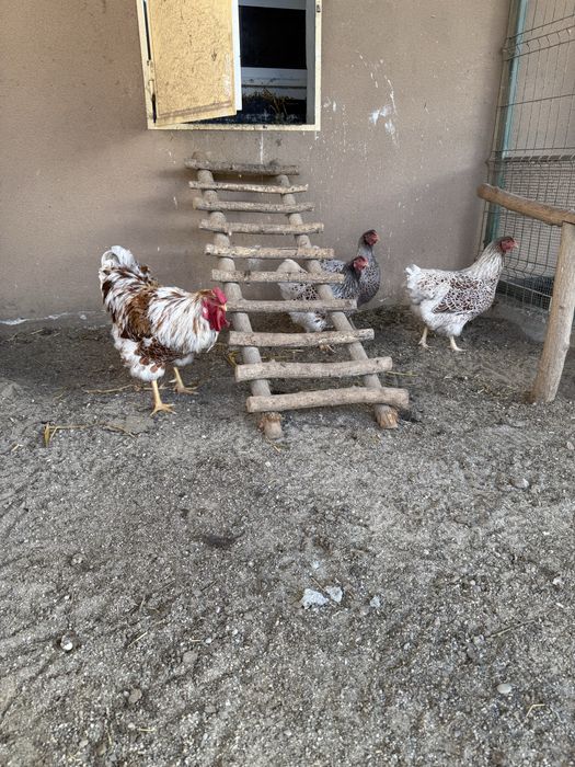 Oua de la 8 lei pentru  incubat si incubatoare pui automate!