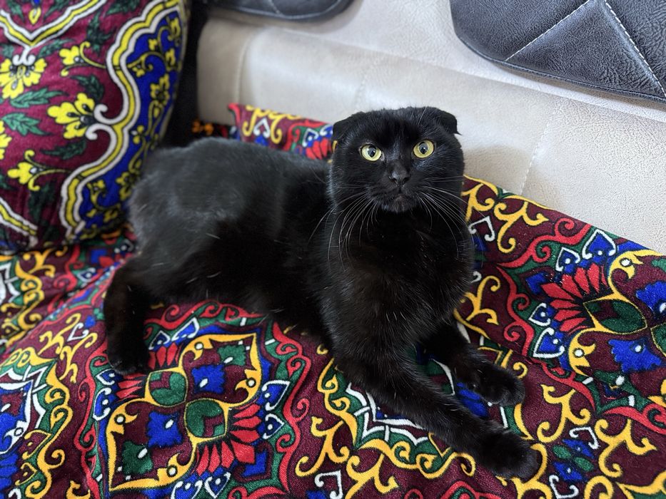 Вяскага шотланская веселюх мушугим бор еркак факат пародний мушугларга