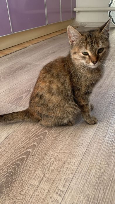 Отдам котенка в добрые руки девочка