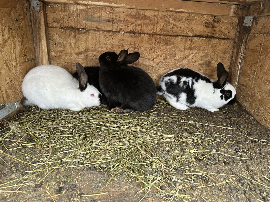 Vand iepuri diferite rase!!