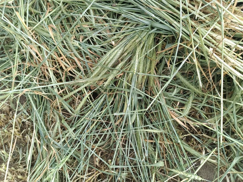 Baloti infoliati triticale