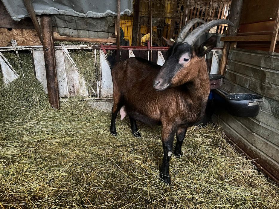Capră gestantă alpin franceză