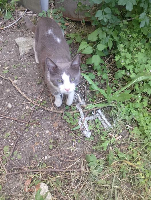 Подарявам малки котенца