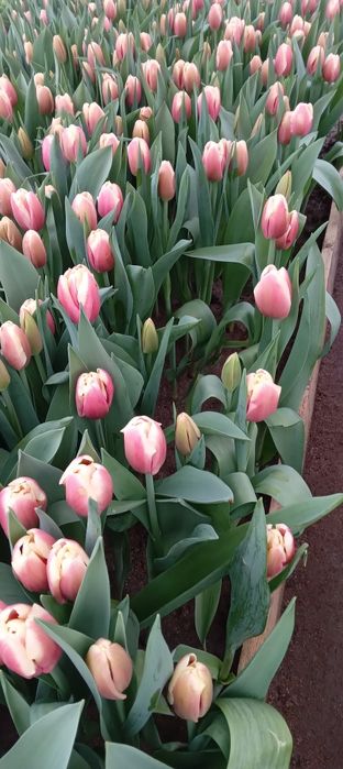 Продам теплицу..