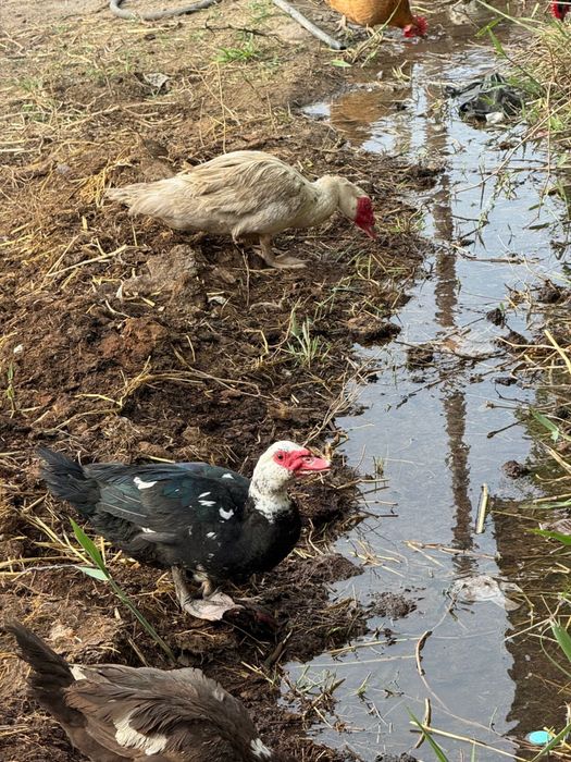 Индоутка қораздары/