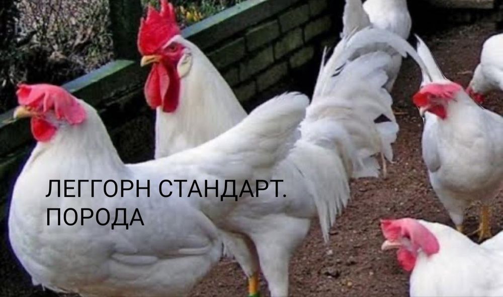 Продам Цыплят. Цены разные..