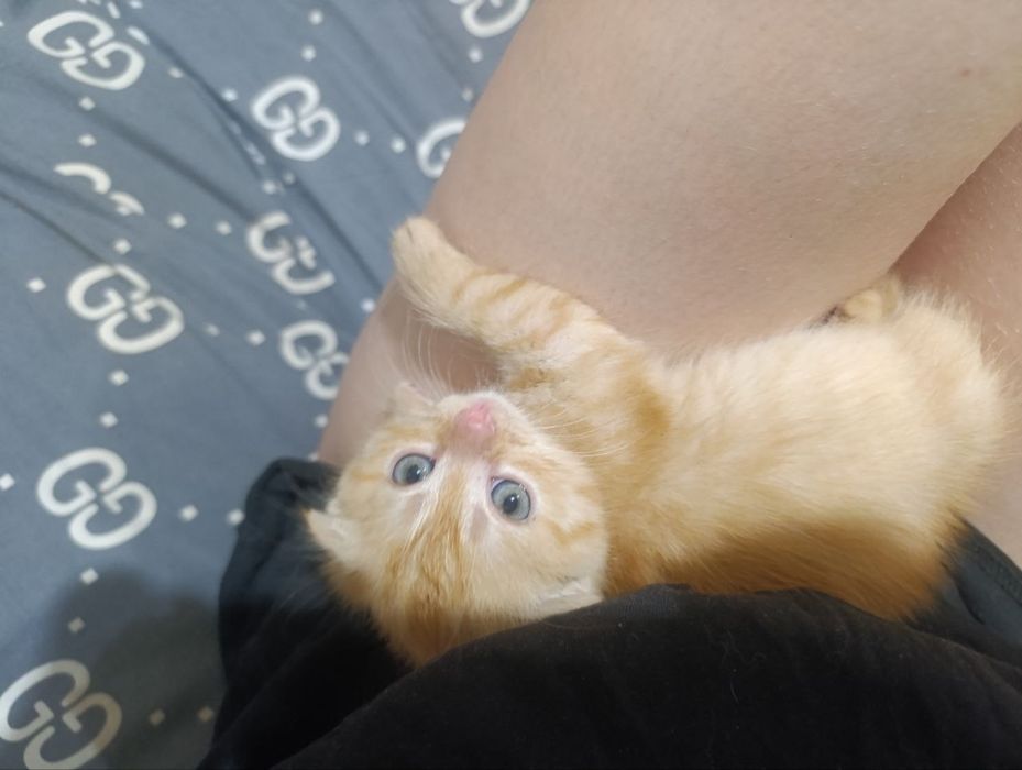 Котята Скоттиш-фолд к продаже