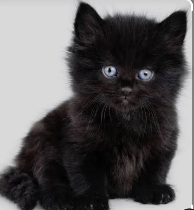 Отдам котенка в добрые руки