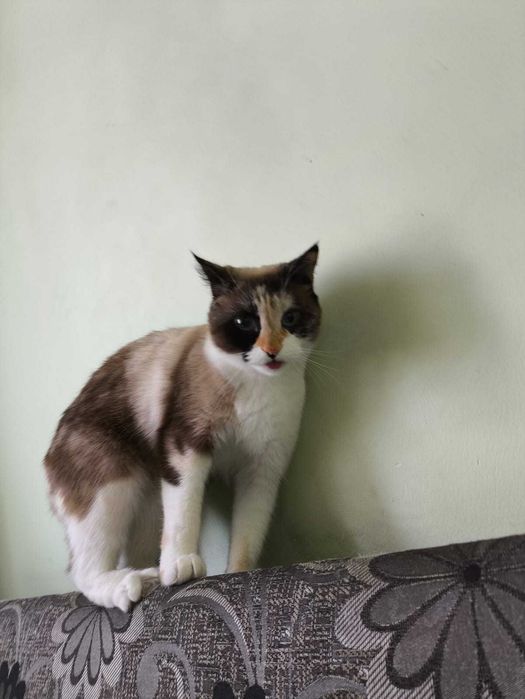 Отдам в хорошие добрые руки