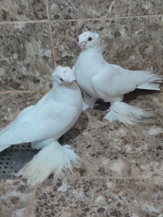 Птицы Голуби. Шымкент