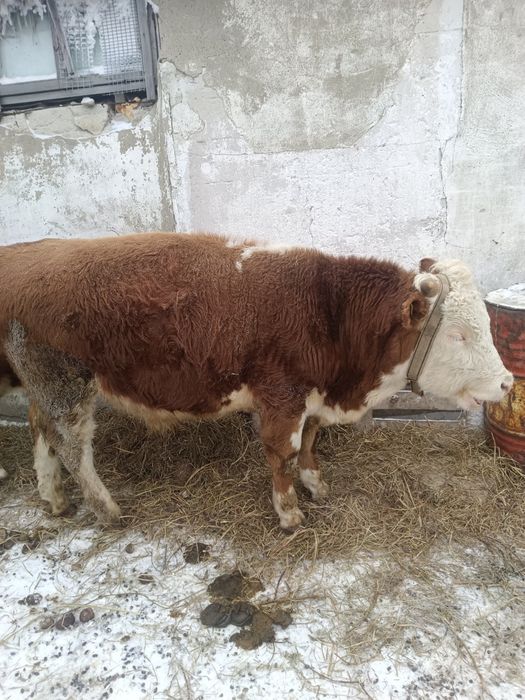 бұқа сатылады 1.5 жасар