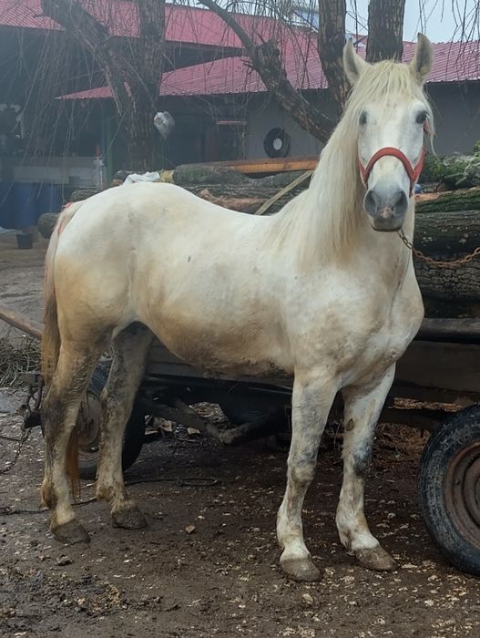 Vând iapă de 8 ani