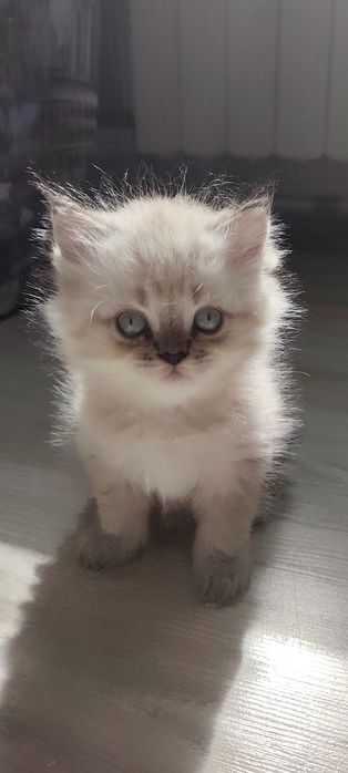 Шотландски котета