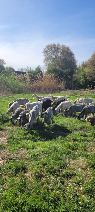 Козы.           .