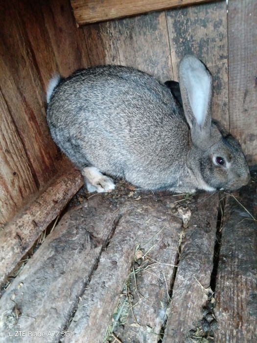 Vand iepurii belgian metis