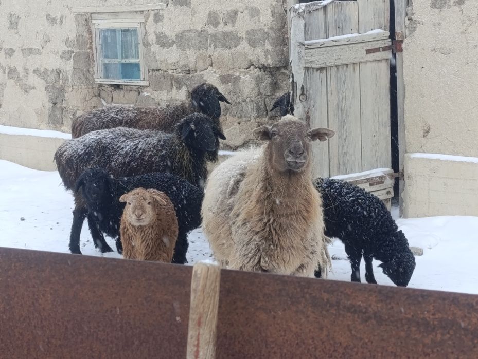 Овцематки с ягнятами