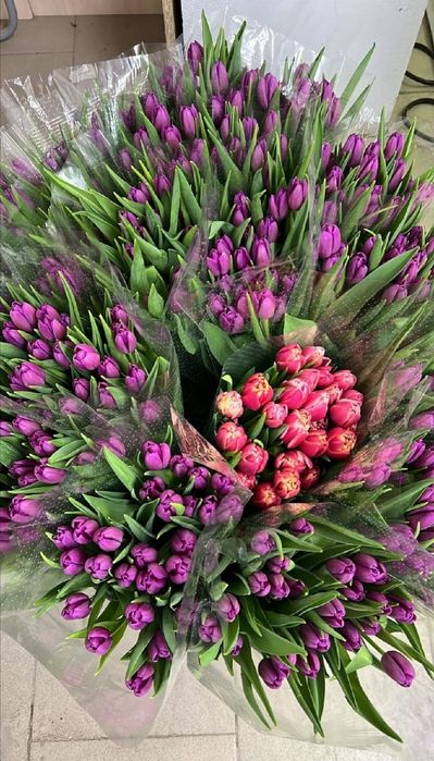 Тюльпаны свежие оптом