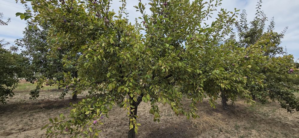 Prune de vanzare