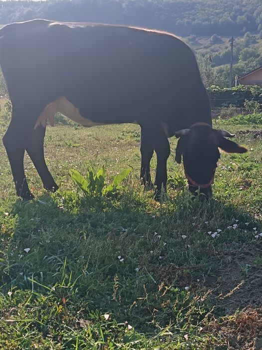 De vânzare 2 vaci dinere