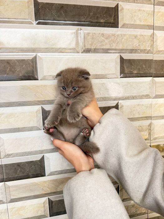 Продаются котята скоттиш фолд ,страйт
