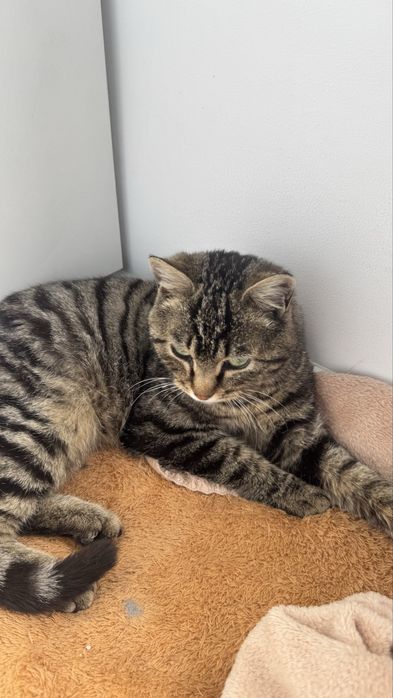 Кот мальчик в добрые руки