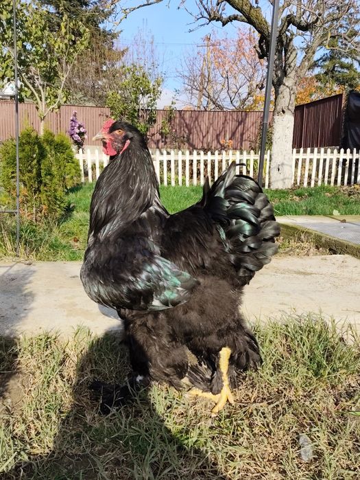 Vând cocoși brahman