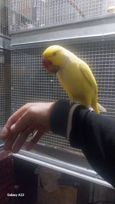 Попугай Ожереловый