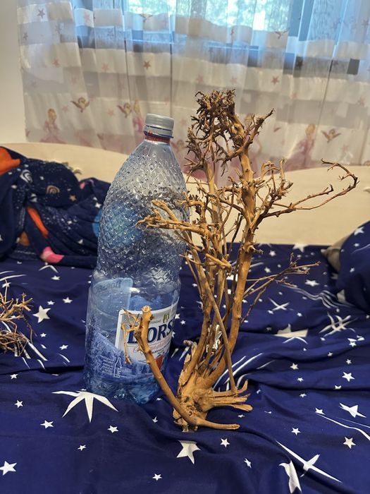 Bonsai acvaristica acvariu