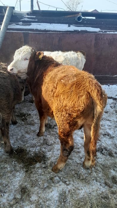 Продам быков 2 годовалые жирные