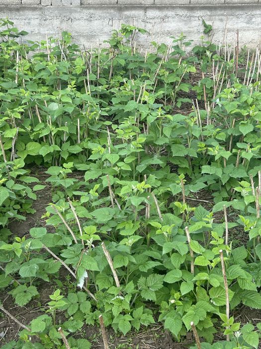 Малина саженцы.