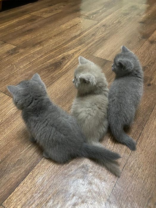 Британские котята