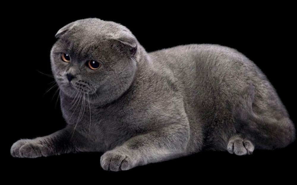 Продажа шотландских котят!
