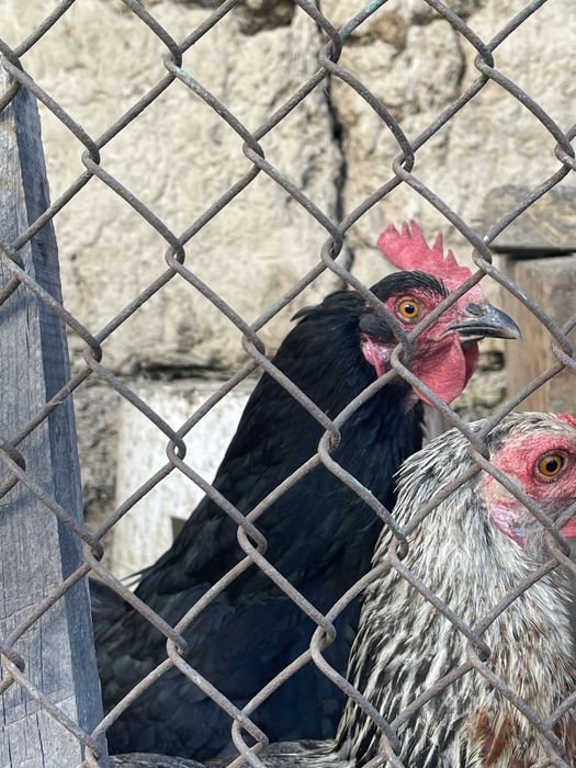 продам инкубацинное яйцо