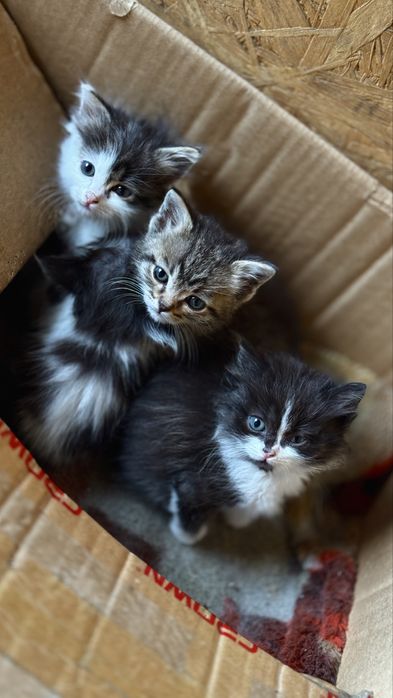 Отдам котят в хорошие руки