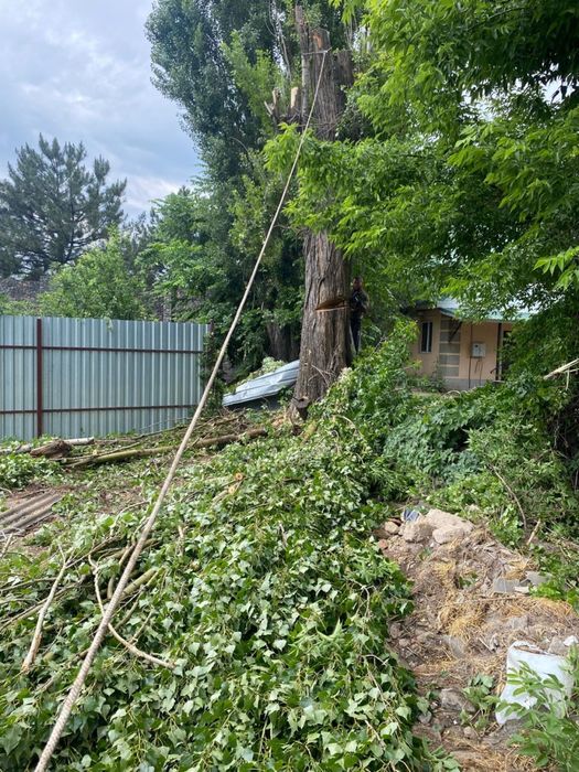 Вырубка деревьев