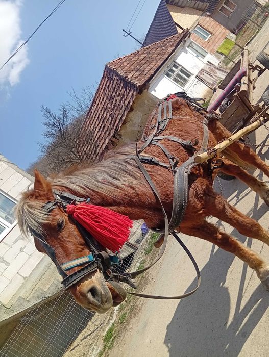 VAND IAPA și Căruță