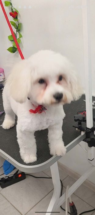 Frizerie Canină AYȘA 120 RON