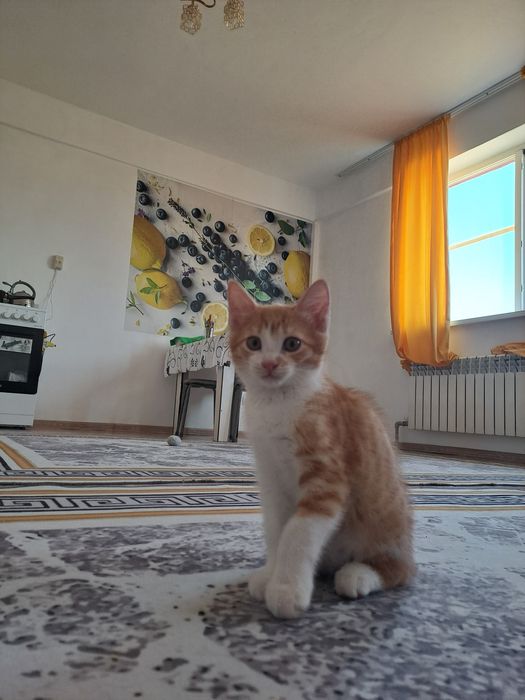 Отдадим котят в хорошие руки