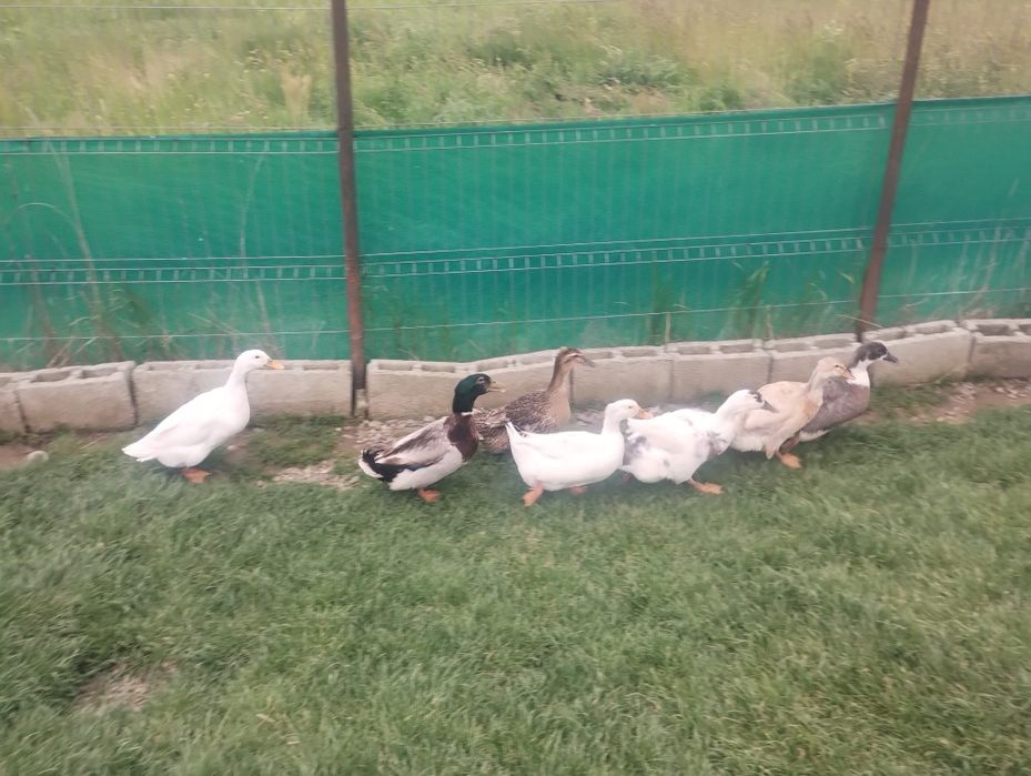 Vând diverse pasari