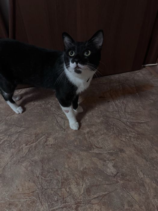 Котик ищет семью и дом