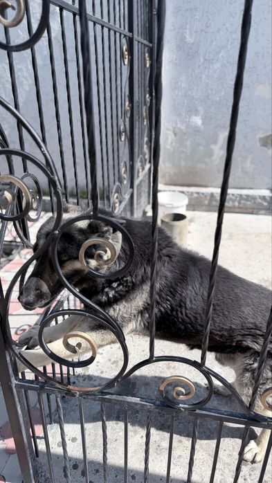 Овчарка  добрый руки