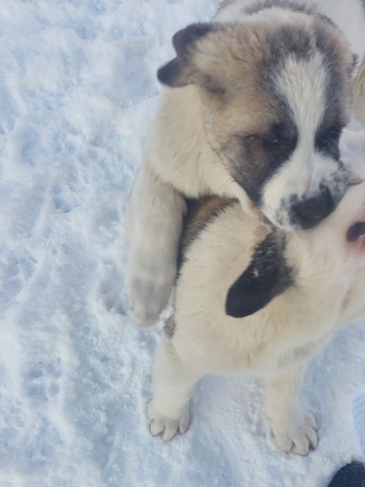 Щенки Алабая крупные .