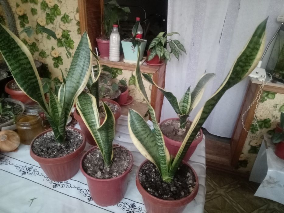 Сансевиерия в обычном горшке — неприхотливый и красивый цветок