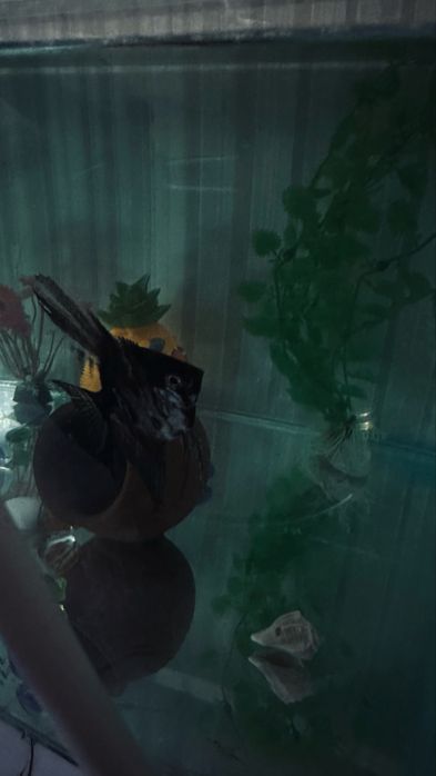 обмен Скалярий рыба самка