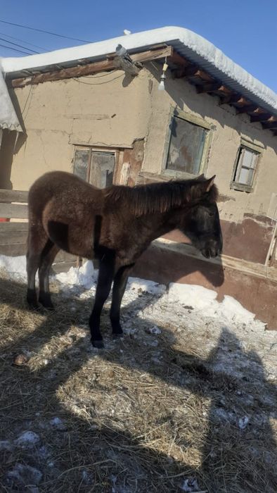 Еркек жабағы сатылады